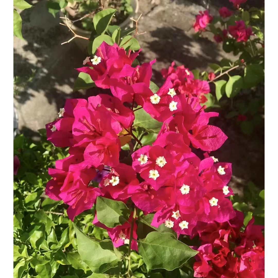 【新疆包邮】三角梅带花盆老桩盆栽