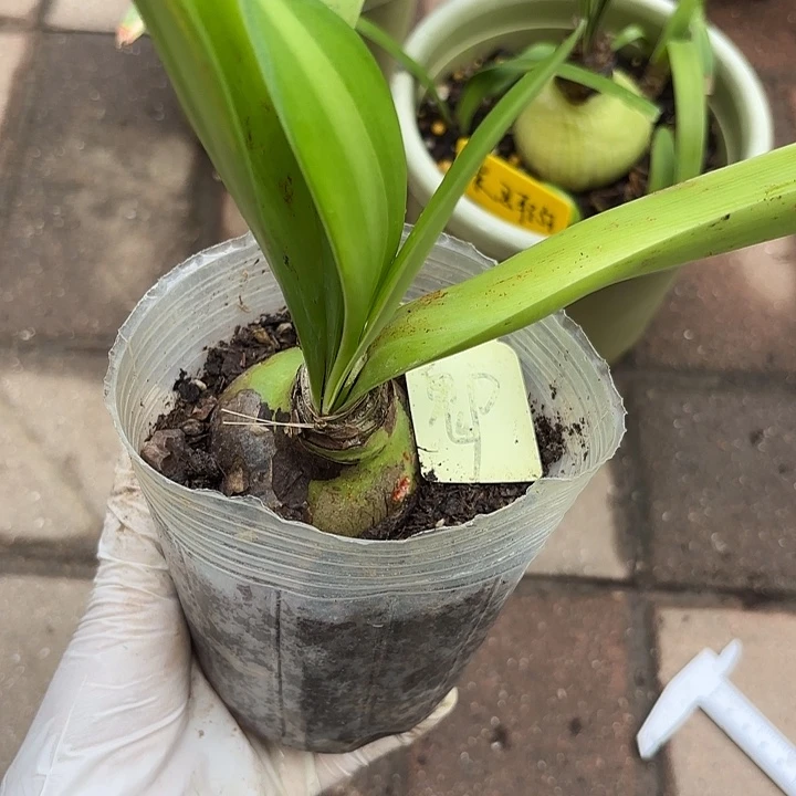 无花朵朱顶红鬼p主球6厘米