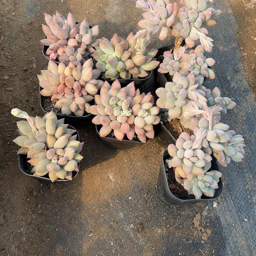 酷***?多肉植物多肉植物