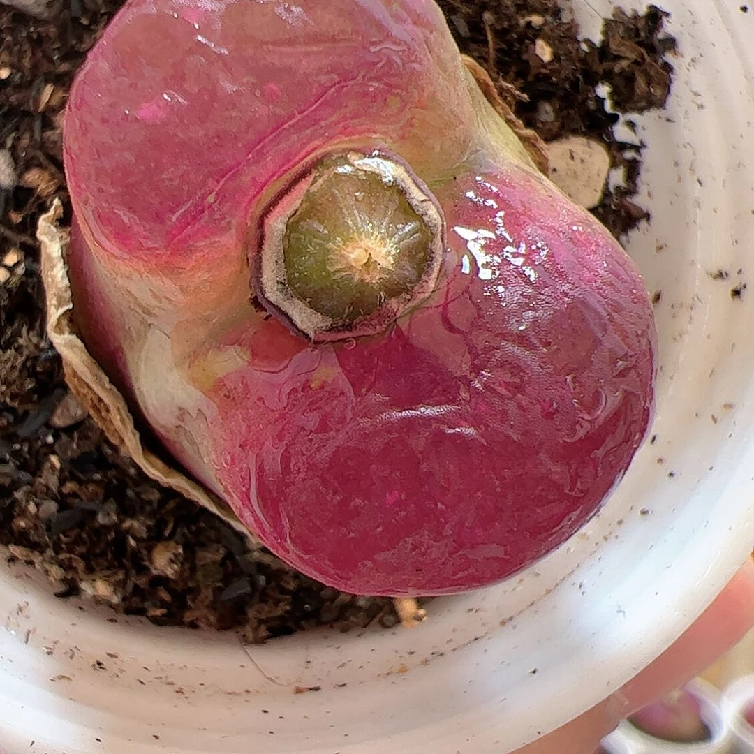 【闪购商品】184 福利