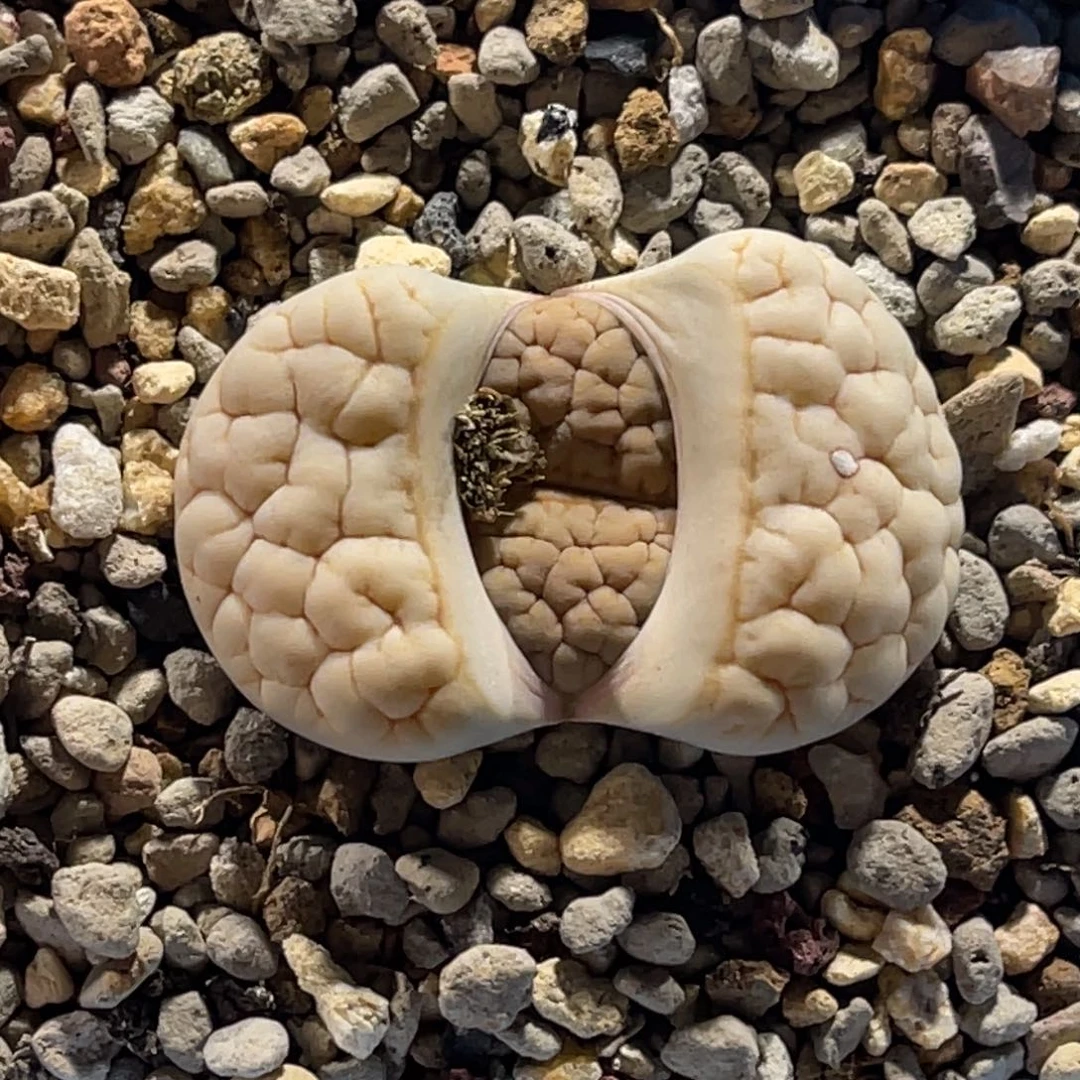 0041白底凹凸金文189