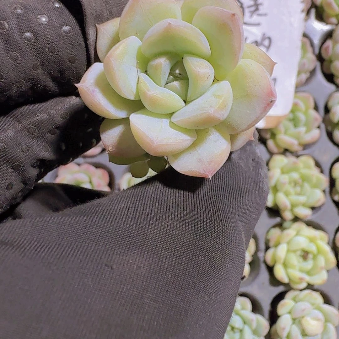 精品七仙女两颗一组