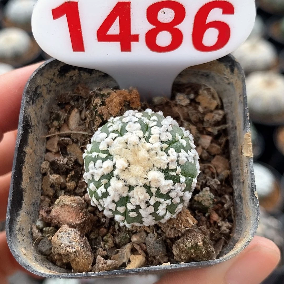 1486兜系列产品福利