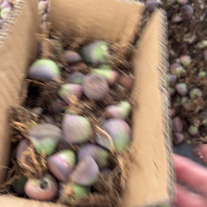 一箱拖土保底100颗888888