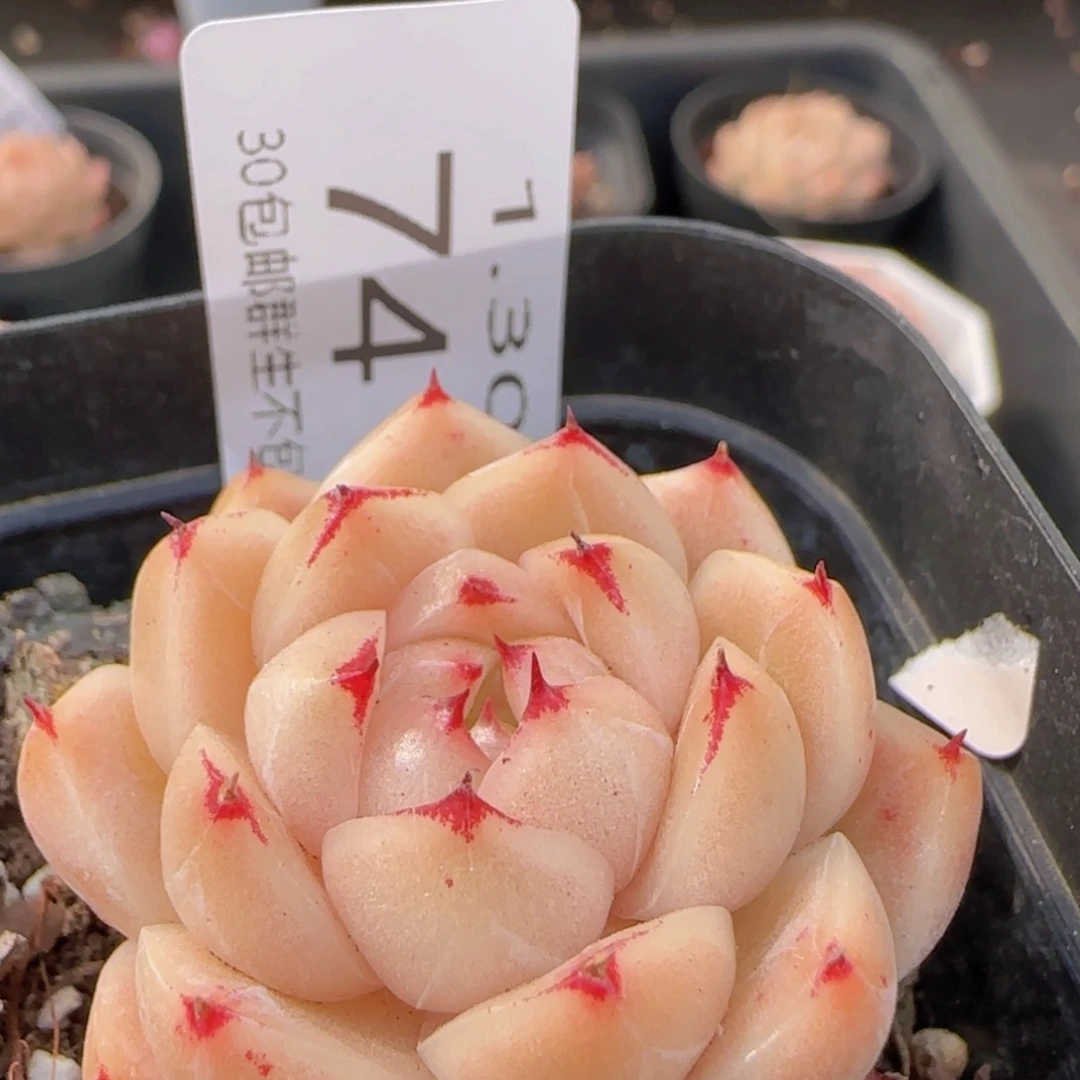 包子麦秆单头一颗脱土