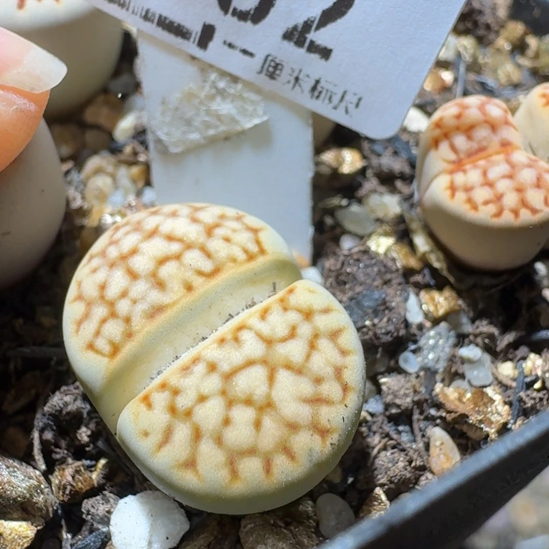 Sss精品便宜清了352