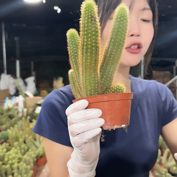 紫水晶金妞（掉头掉崽不售后）