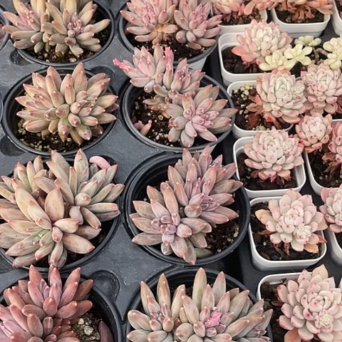 松茸美人15.8一盆88888