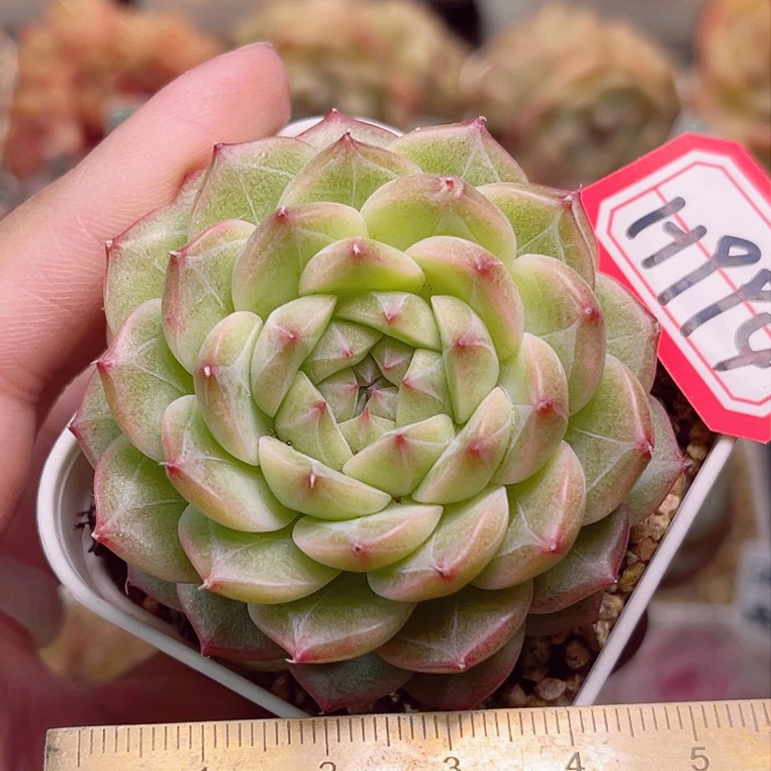 H994一物一拍 雪花二代