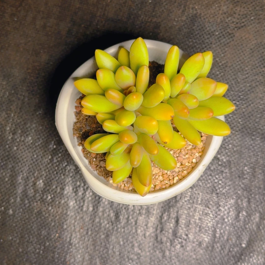 福利芒果奶111111111111