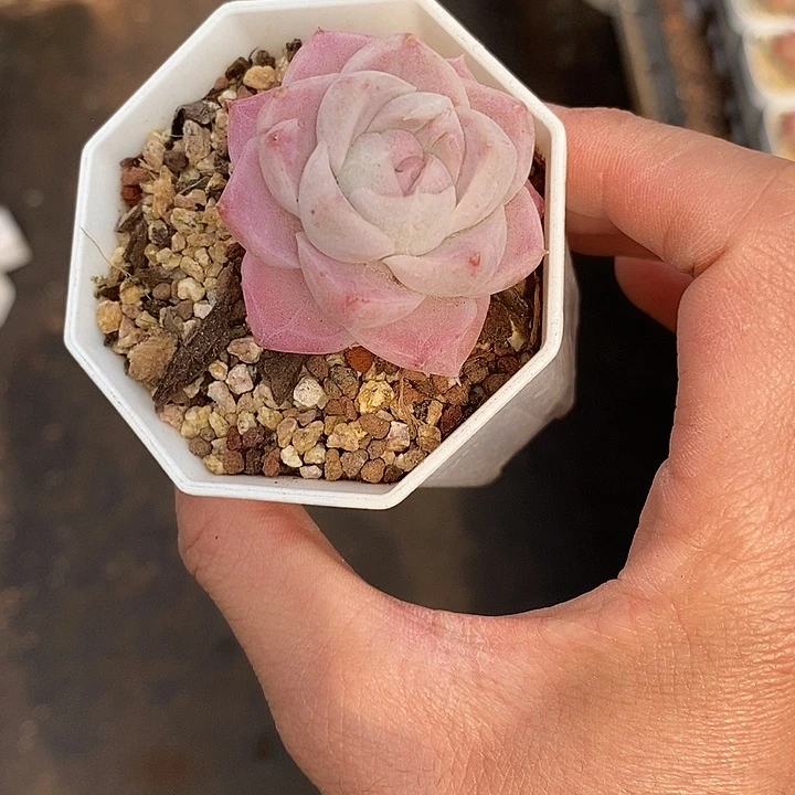 粉色的小可爱266