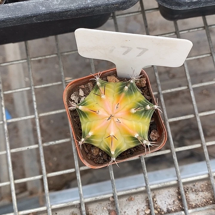 小***8漂亮仙人球一物一拍