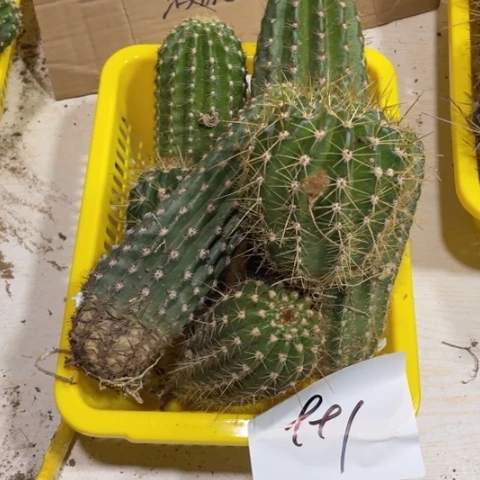 瑕疵的毛花柱991