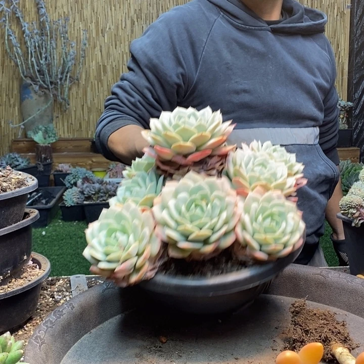 贾***J289号恋曲多肉植物