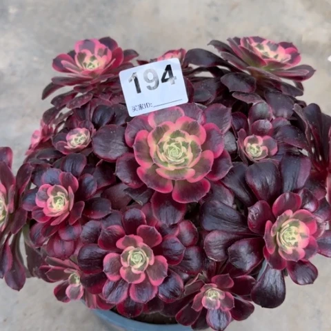 194凤冠25厘米左右