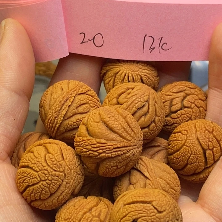 吊坠桃核秦岭龙纹桃核120尺寸