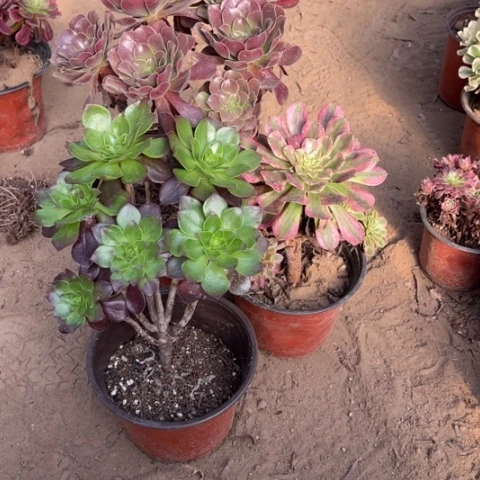 593多肉植物组合，