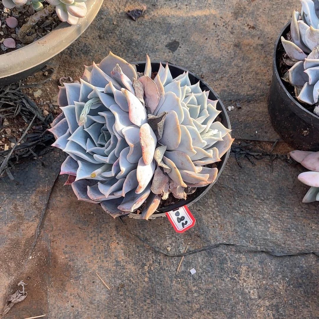 1082露西娜 一物一拍多肉