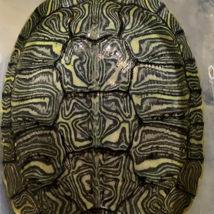 巴西彩龟母6666666