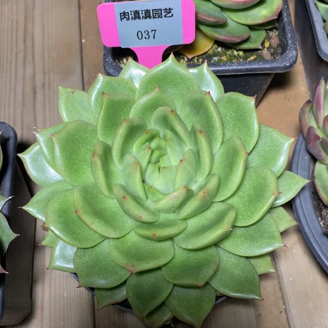 x037-多肉植物 东云