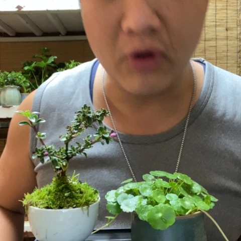 红陶高**水一物一拍所见即所得120