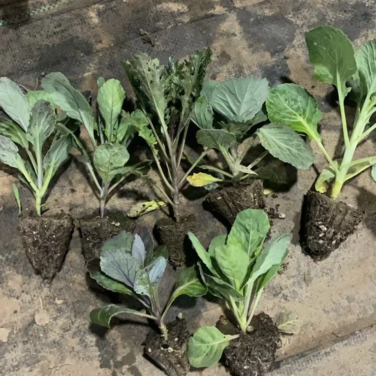 超耐寒羽衣甘蓝苗秧带土绿粉紫羽衣甘蓝小苗秧苗四季春秋阳台盆栽