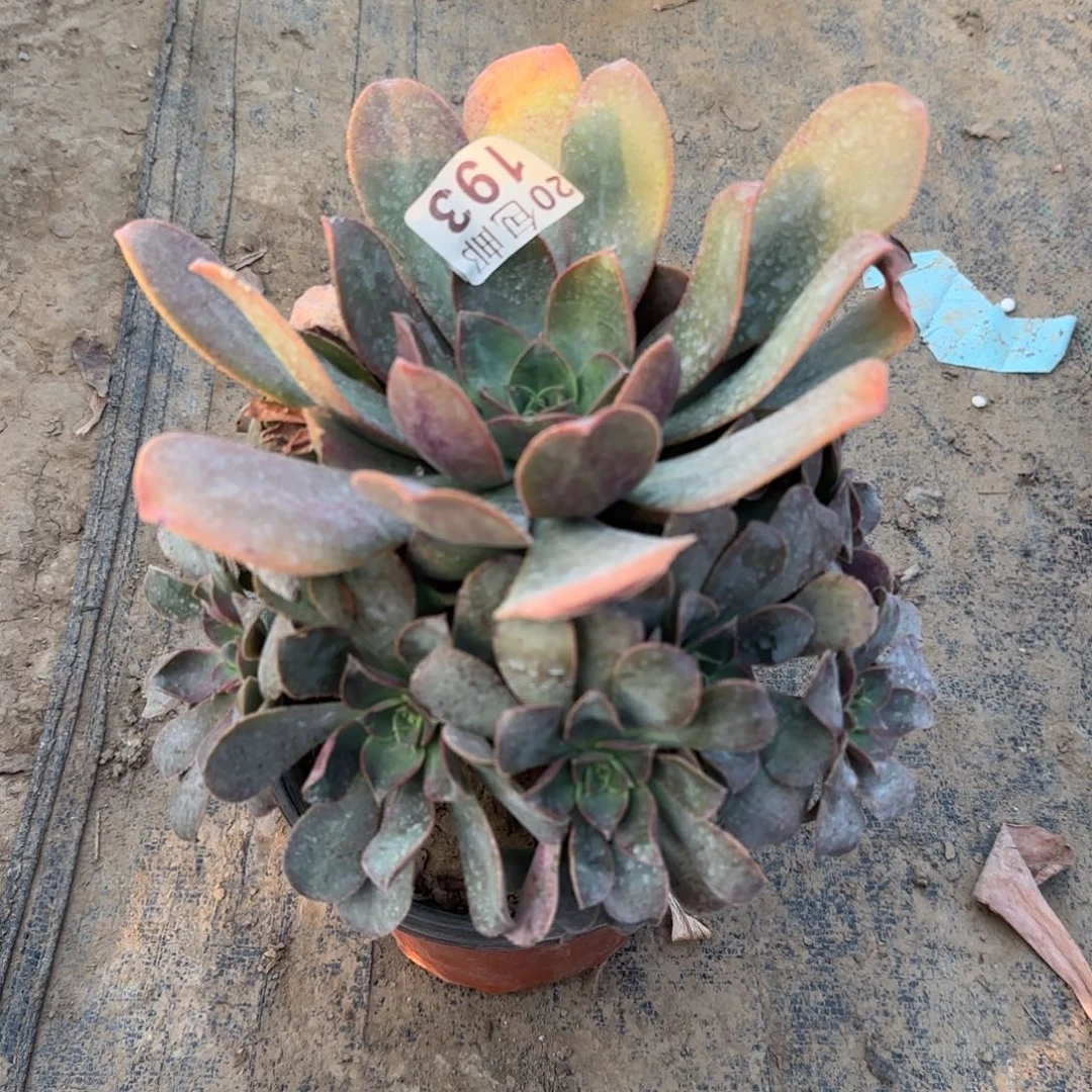 花前月下193满20包邮断枝不包