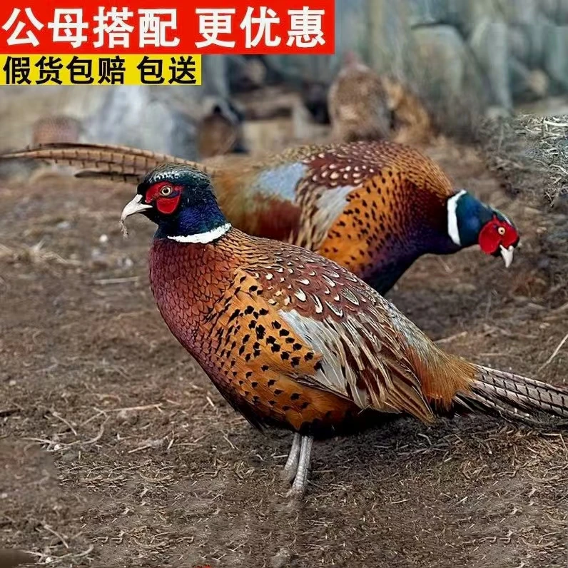 包邮包活到家野鸡七彩山鸡活鸡散养七彩山鸡宠物鸡活体
