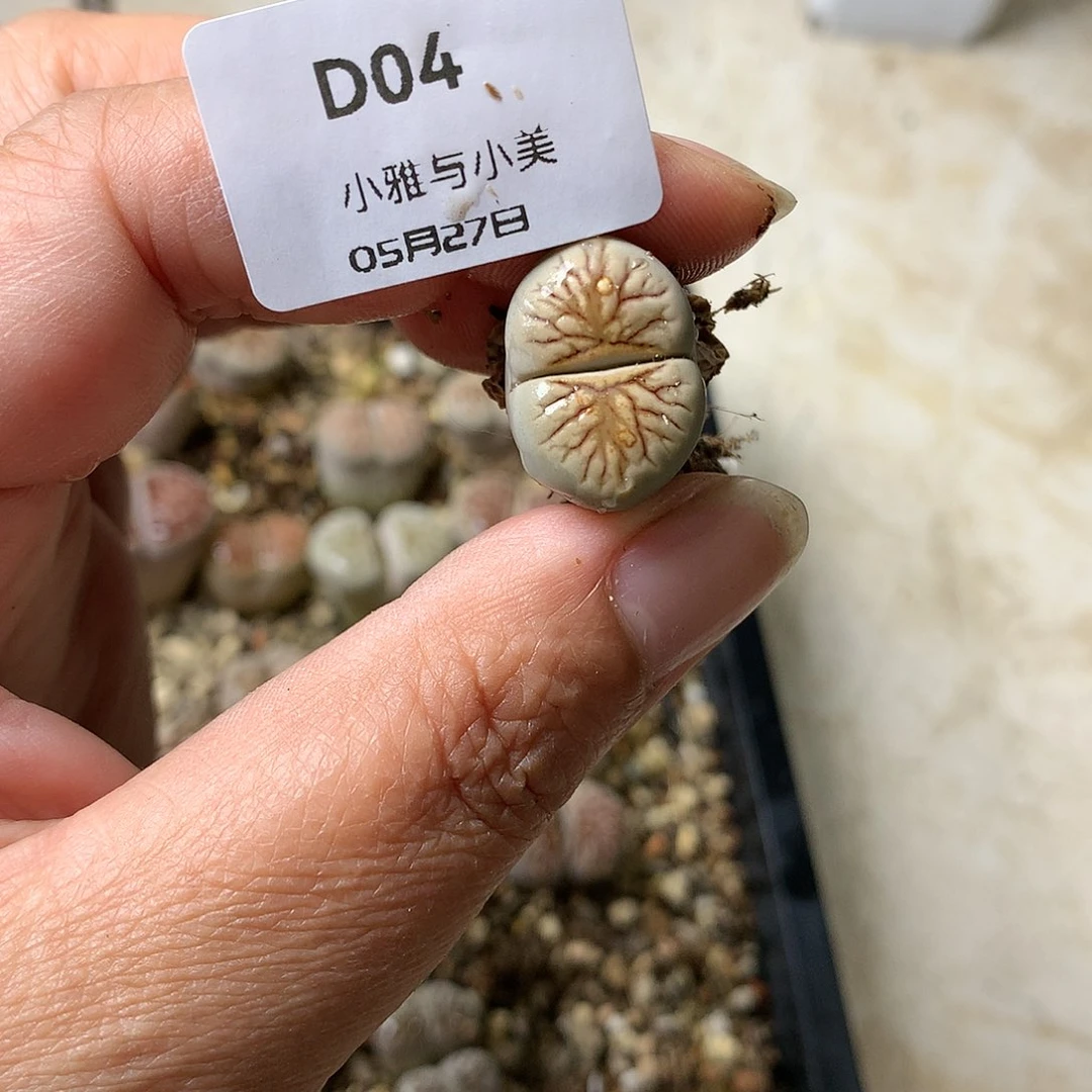 胖*D04多肉植物保护