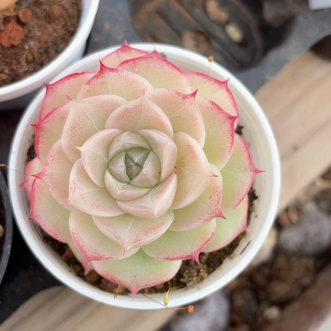 优选28号女王8729