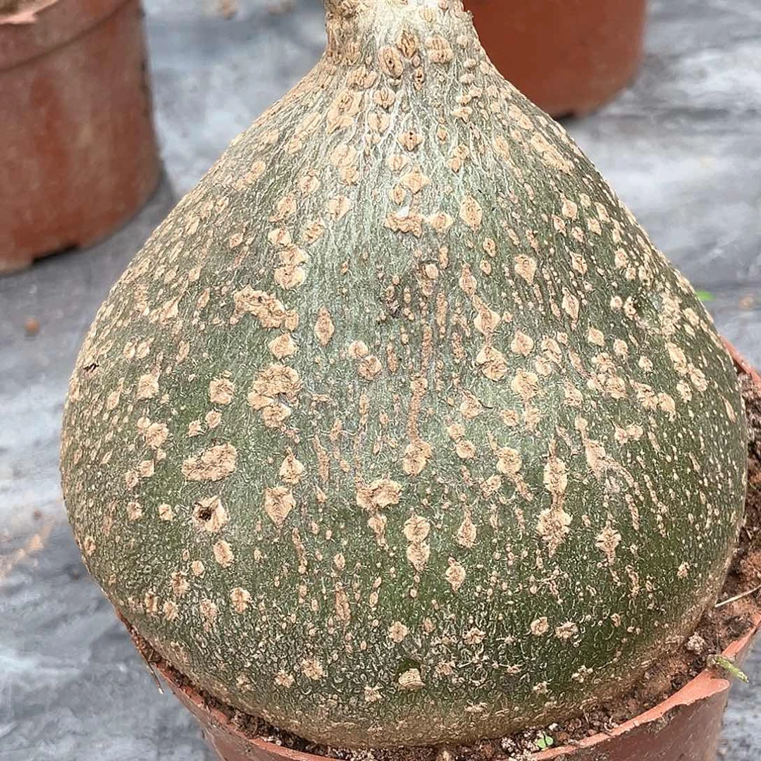 潮流植物银叶睡布袋，12.7公分