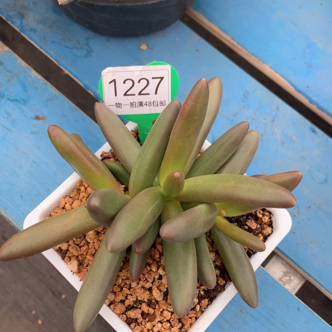 椰子树无砍一物一拍1227