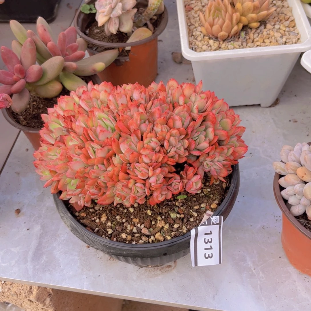 绮罗缀多肉植物1313