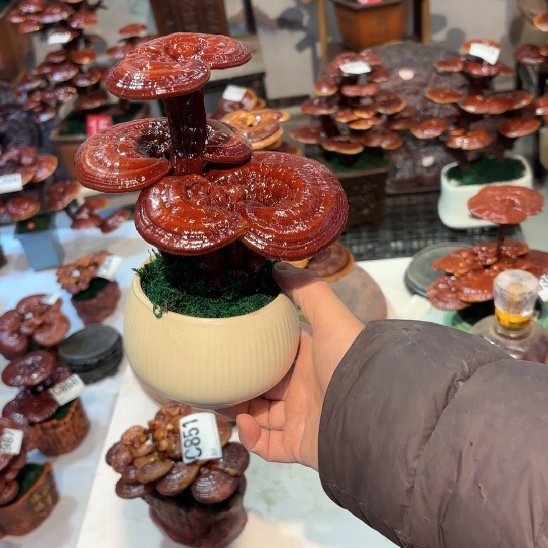 无花朵灵芝88888888888888