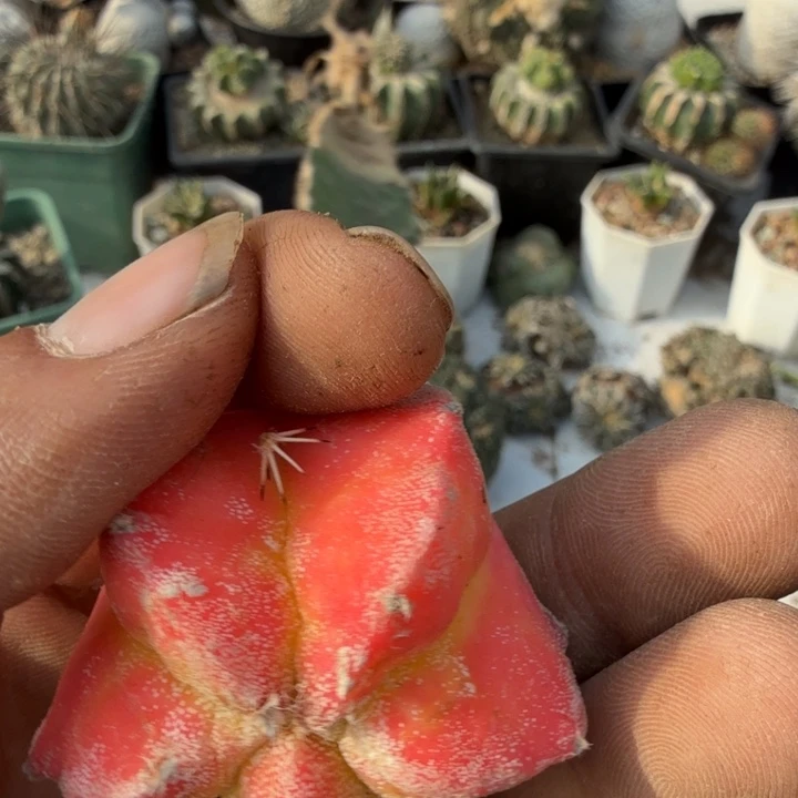 鸾凤玉锦仙人球开花