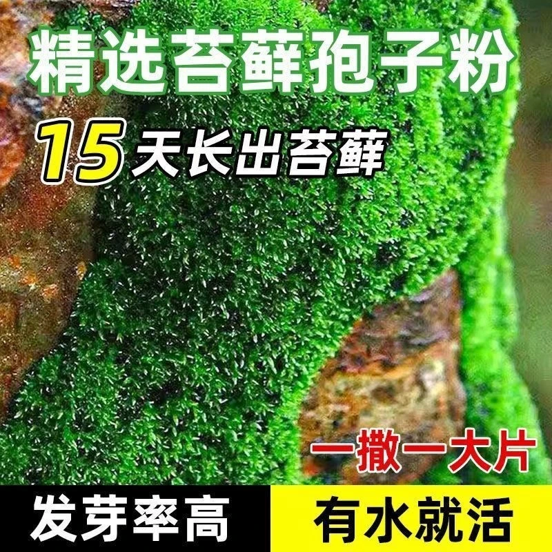 苔藓孢子粉四季鲜活青苔绿植短绒吸水石种子微景观盆景造假山草籽