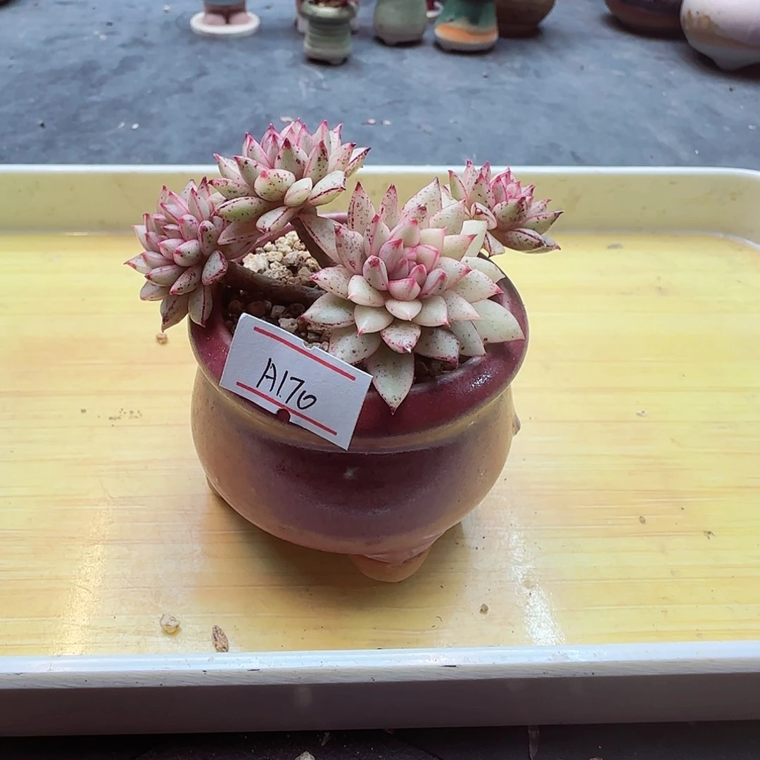 小暖萌友会福利A170