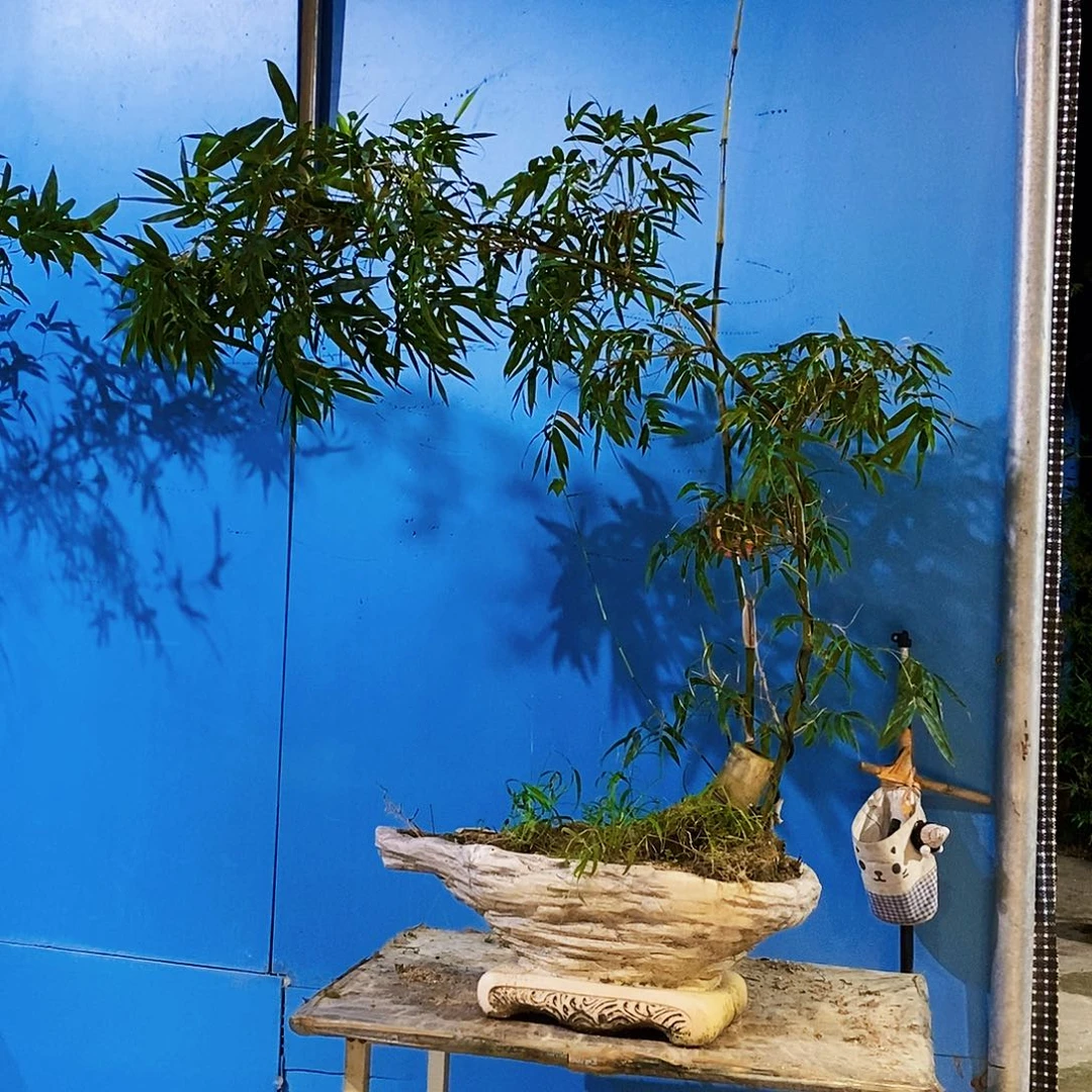 无花朵小叶簕竹一物一拍