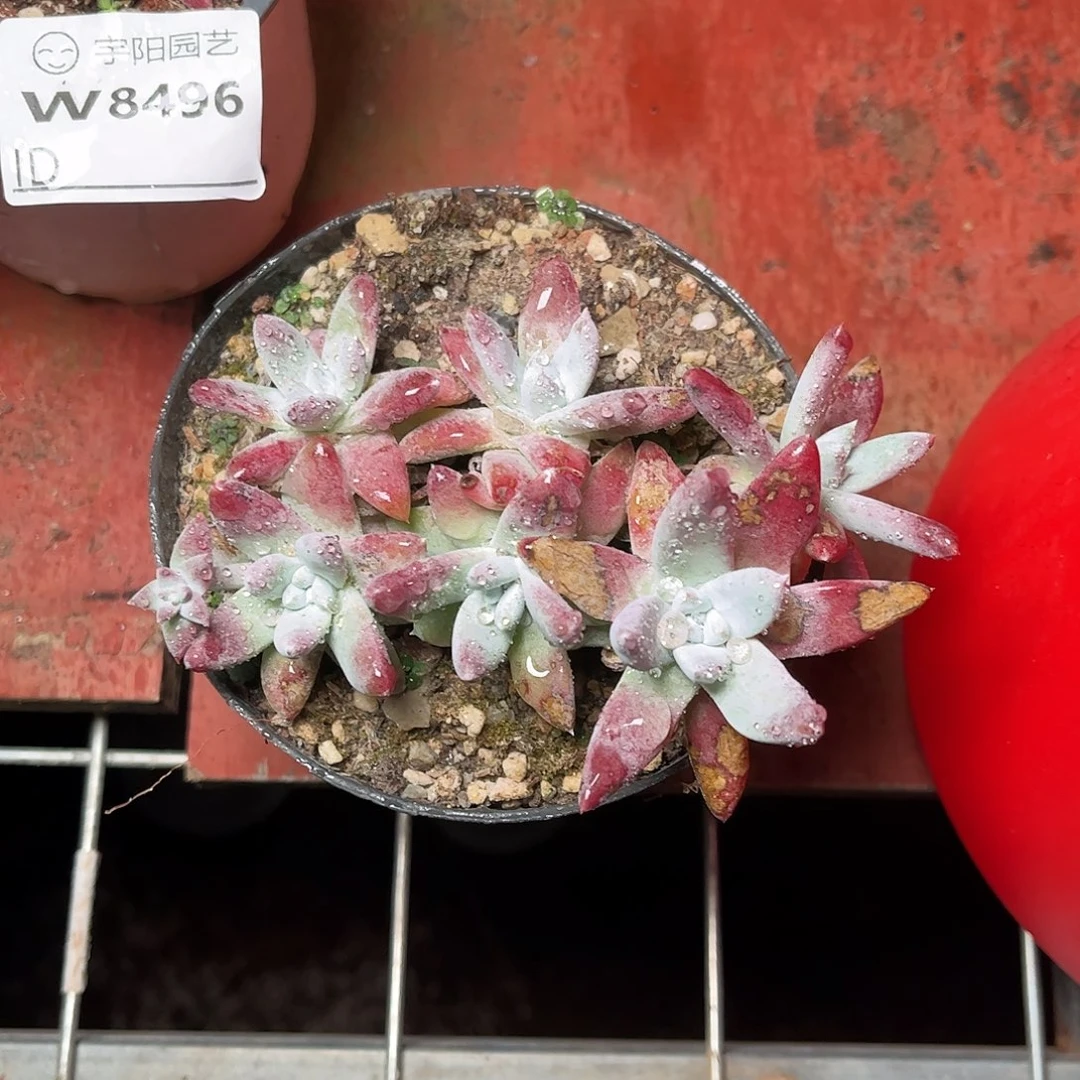 8497刘丹拇指仙女杯多肉