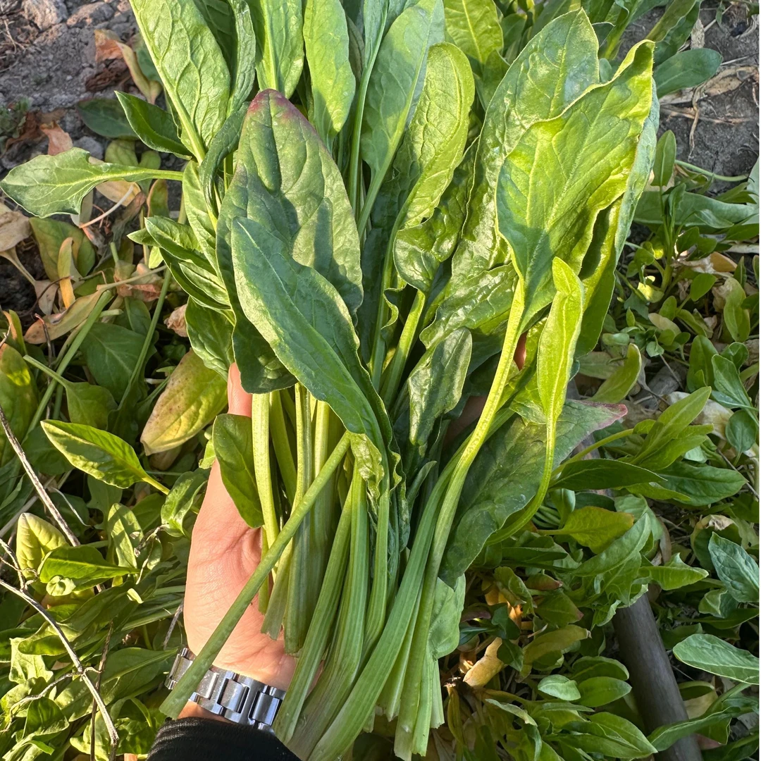 【王小佳菠菜】健康深绿叶菜 自家种植保证健康 新鲜菠菜