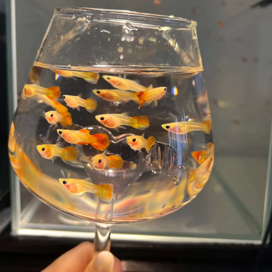 【 玻璃体 】合集 Glass guppy