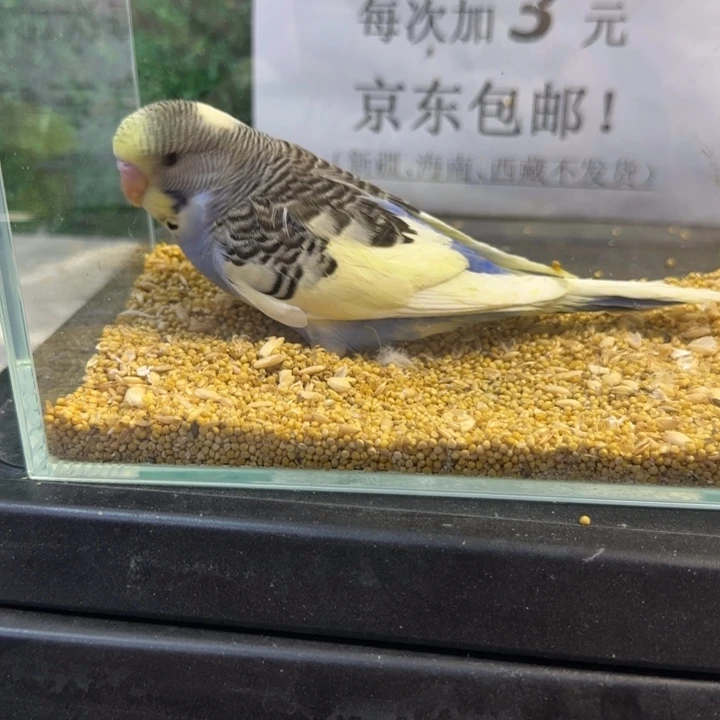 虎皮鹦鹉大头虎皮鹦鹉