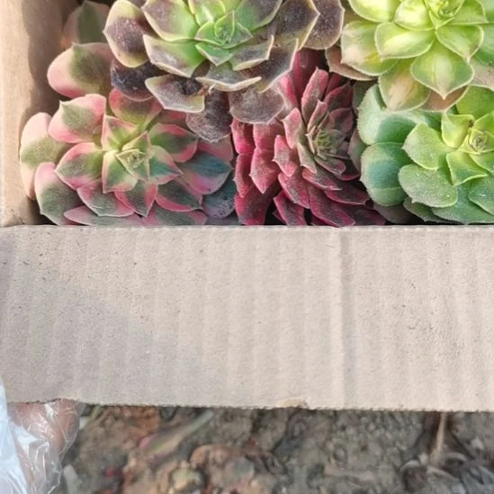 粉+黑铜超白+欧+韶华+绿豆沙