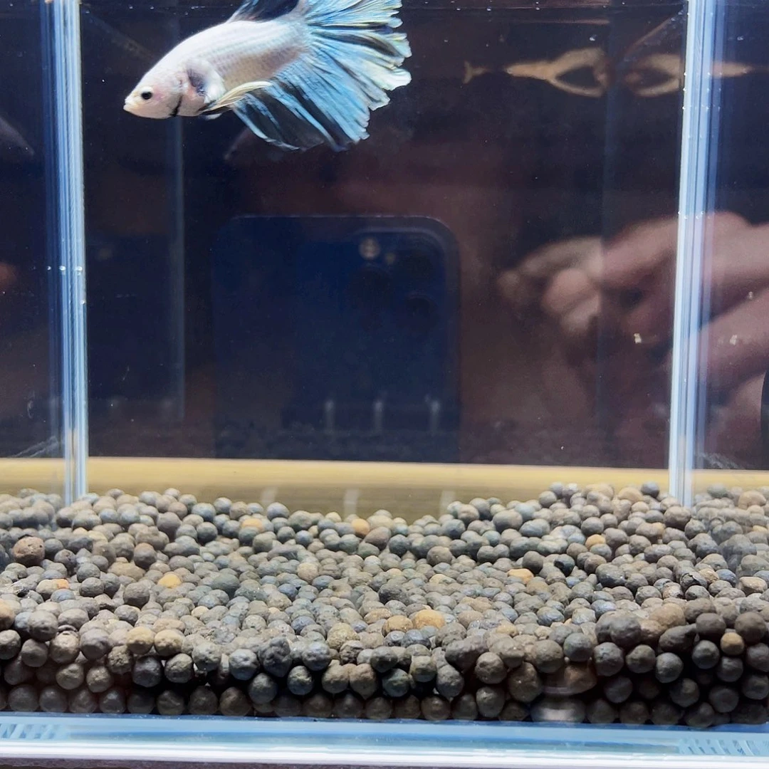 斗鱼泰国斗鱼小型热带观赏鱼好养耐活穿着婚纱