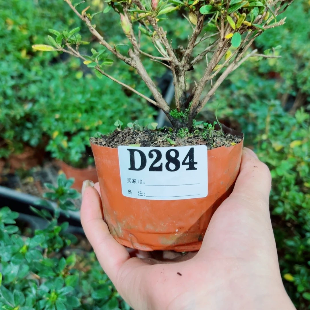 完全开放山**涧杜鹃花科植物有花