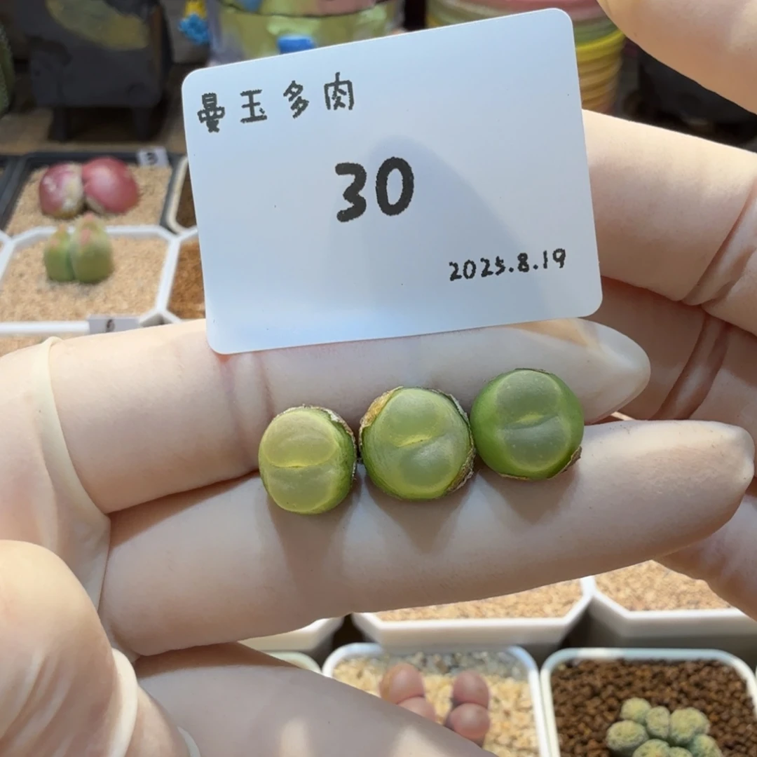 m***u多肉多肉多肉8.19-030大王