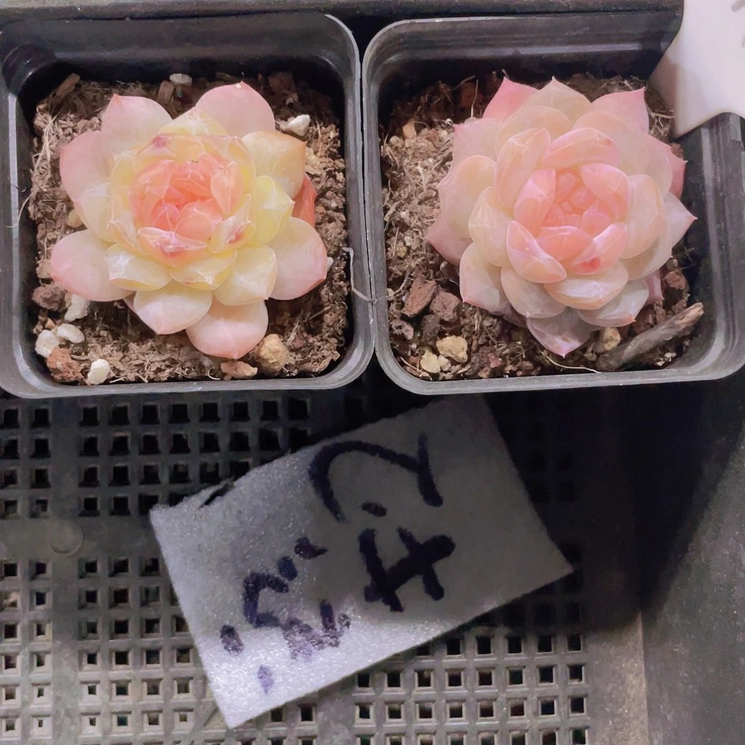 蕊丽冰w111一物一拍