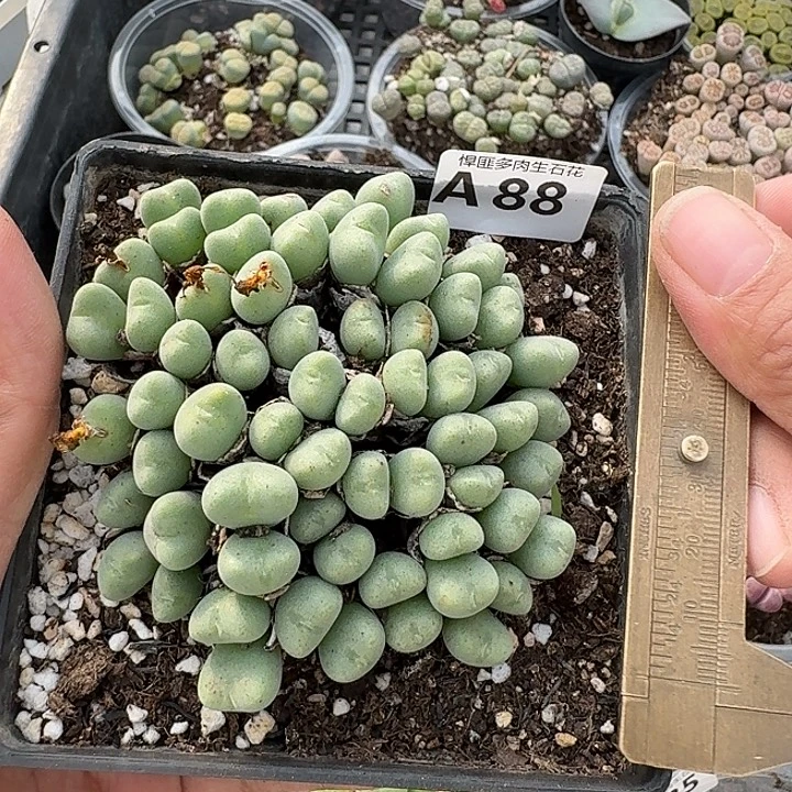 88多肉植物多肉植物