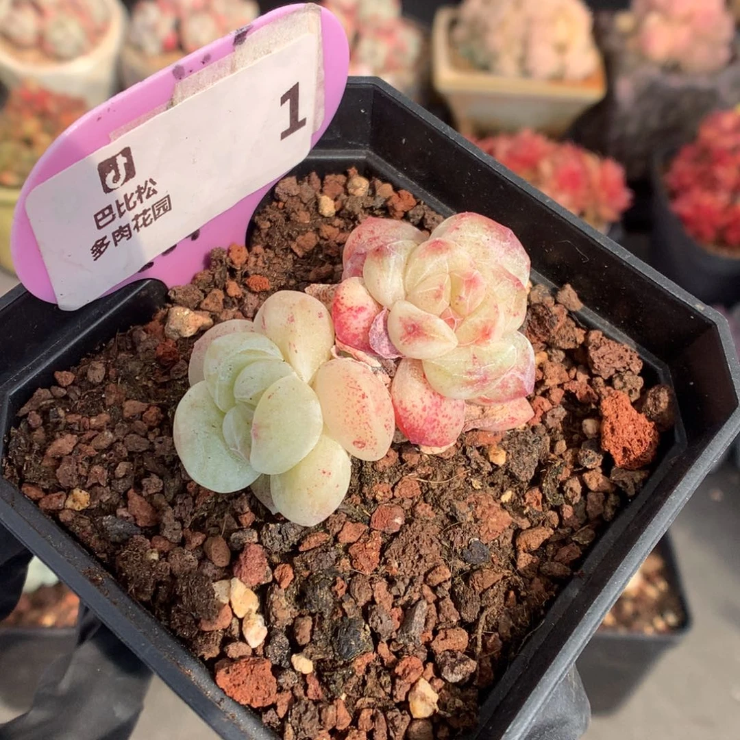 1 冰玉石化异色头