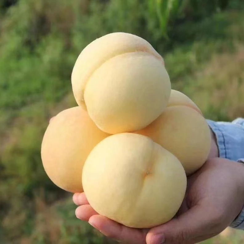 【顺丰京东】头茬蒙阴白桃奶油白玉桃现摘新鲜应季孕妇水果脆甜多汁